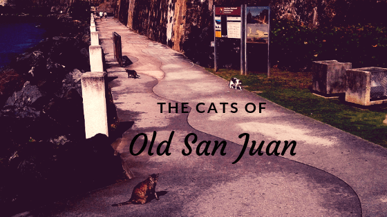 Los Gatos del Viejo San Juan or The Cats of Old San&nbsp;Juan