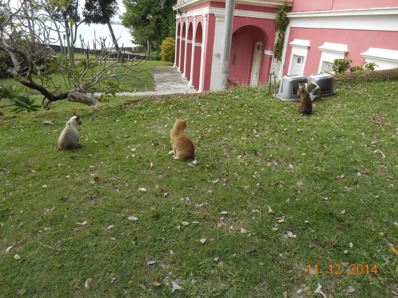 Cats of Old San Juan