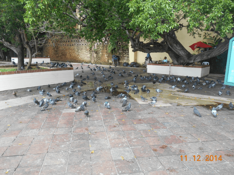 Old San Juan Pigeon Park